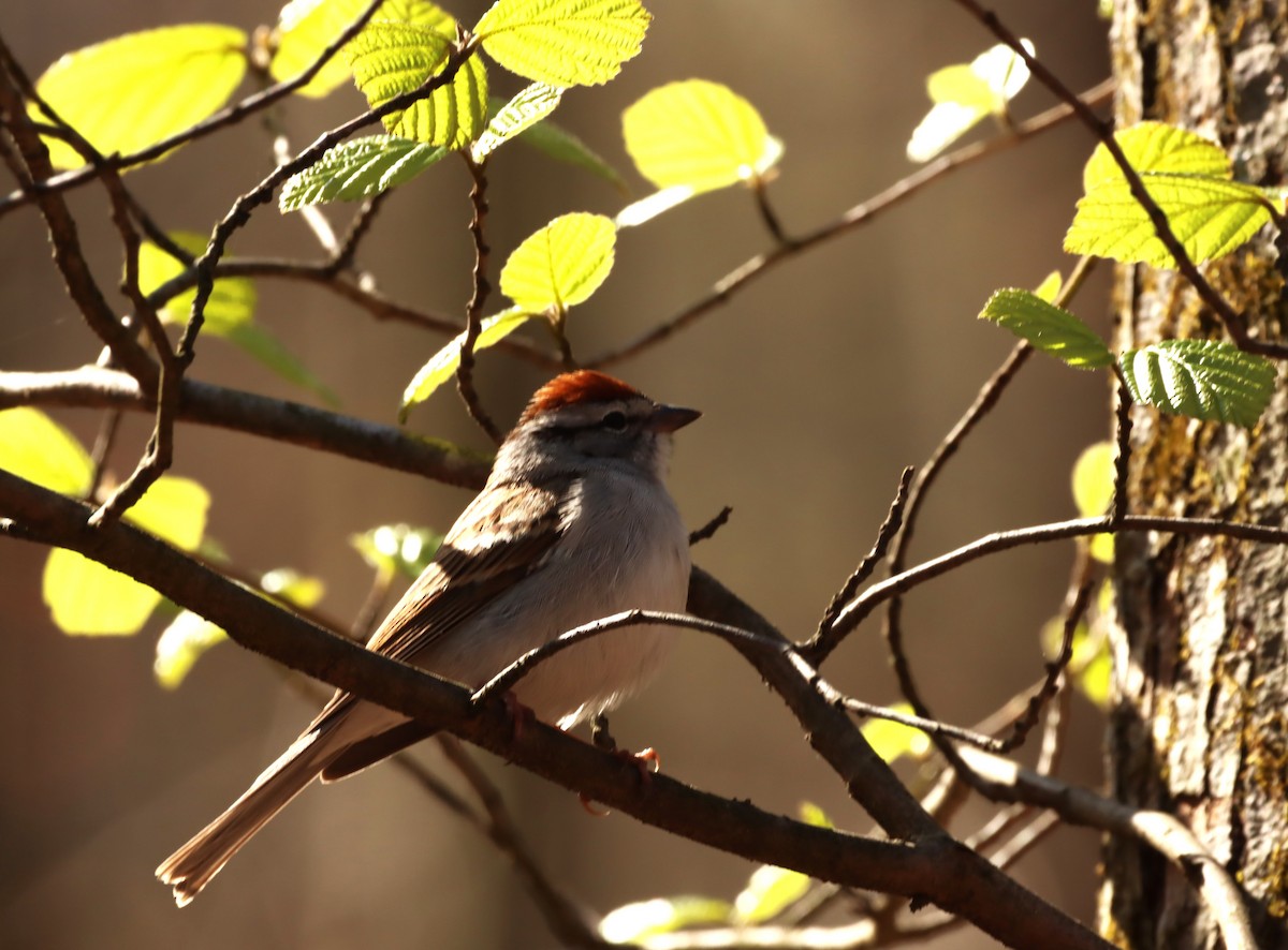 Chipping Sparrow - ML560716011