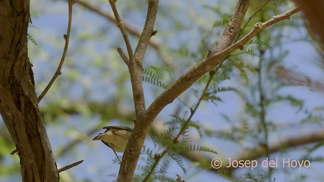 Western Olivaceous Warbler - ML560716031