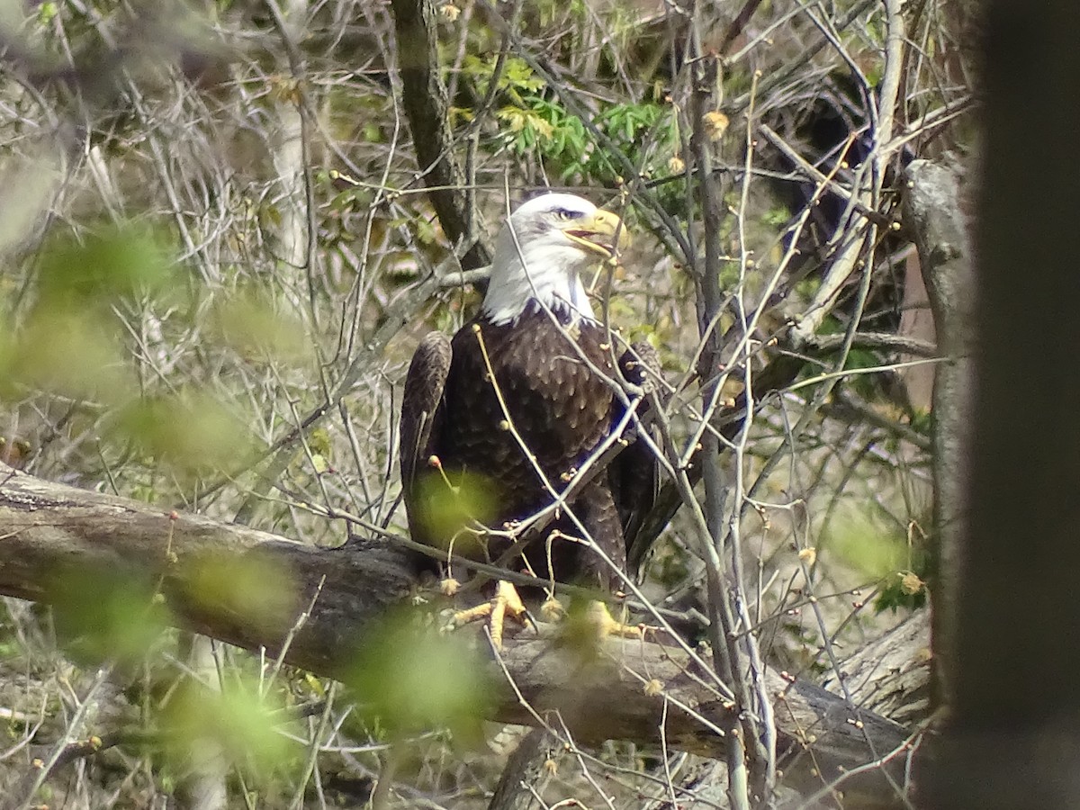 Bald Eagle - Sally Isacco