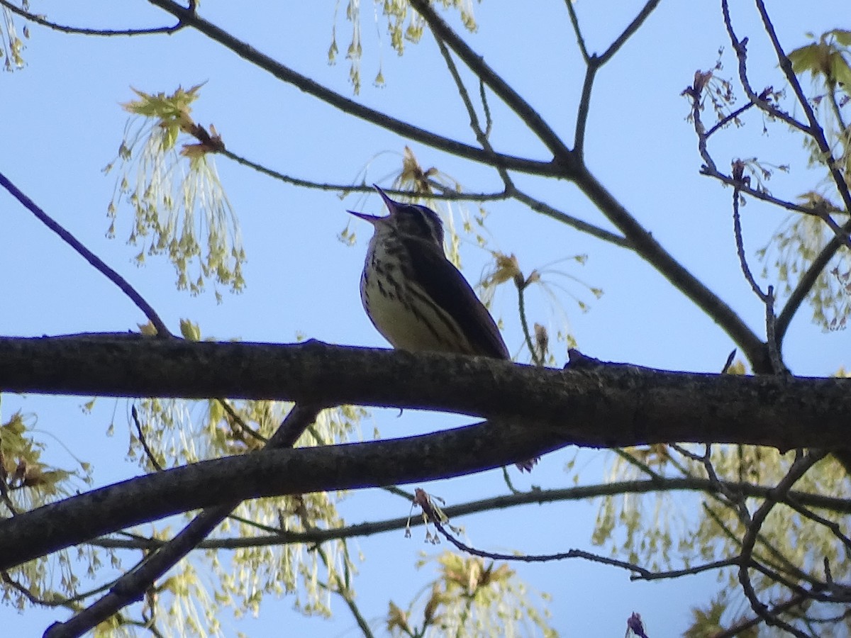 Louisiana Waterthrush - Sally Isacco