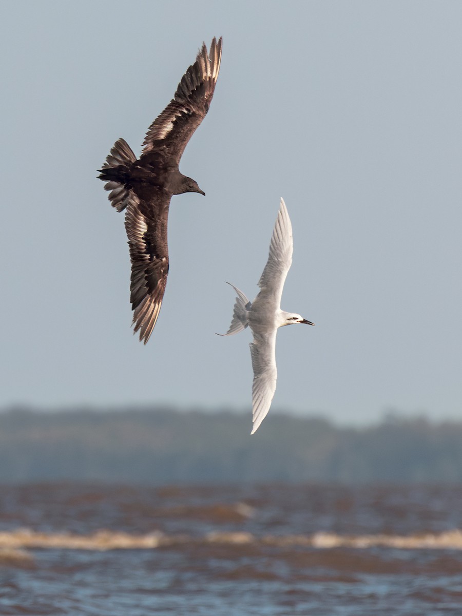 Parasitic Jaeger - ML560717091