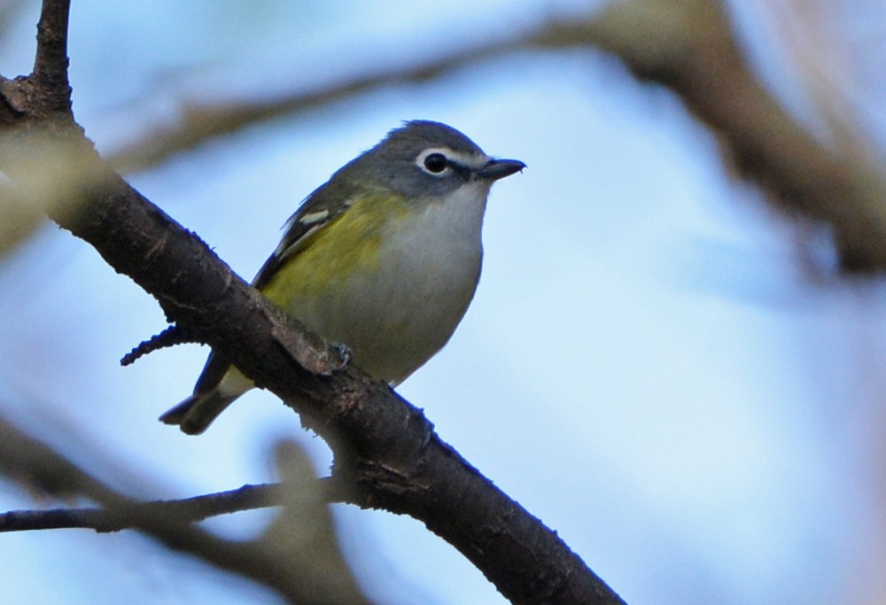 Blue-headed Vireo - ML56071881