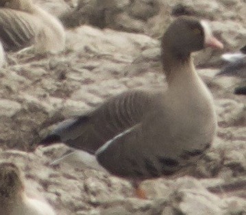 Lesser White-fronted Goose - ML560719791