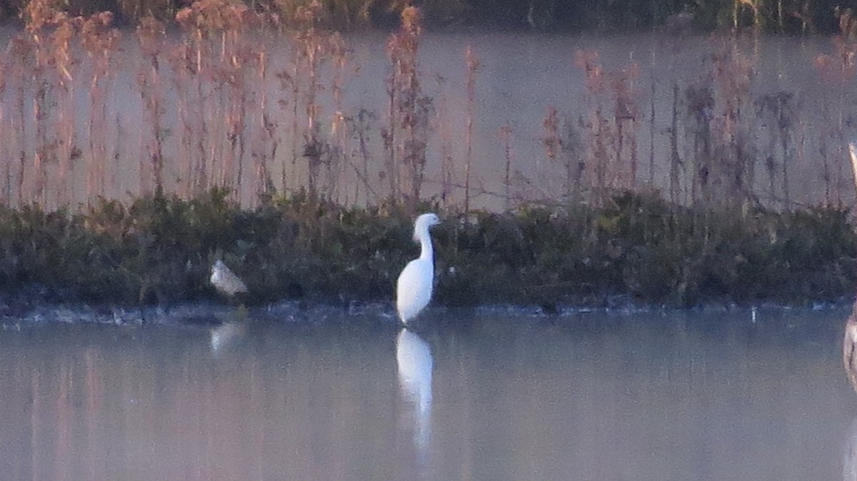 Snowy Egret - ML560720381