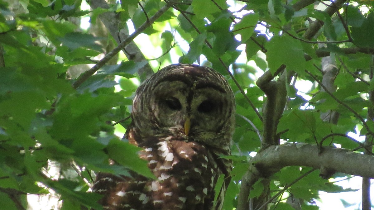 Barred Owl - ML560720941
