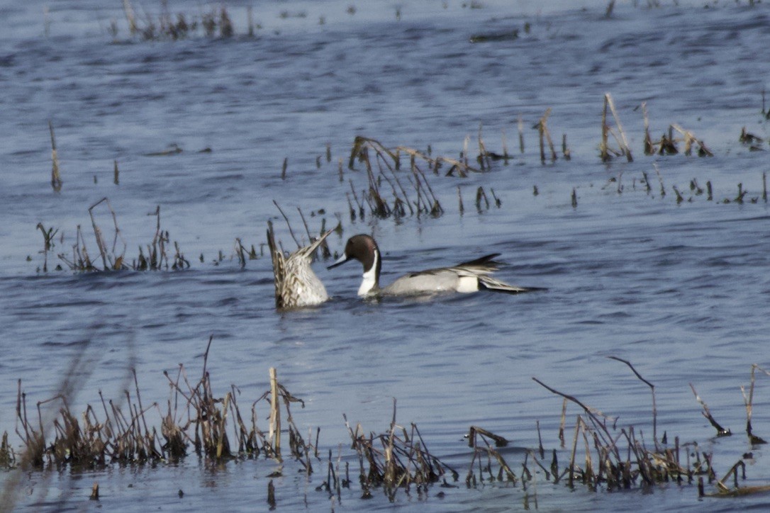 Northern Pintail - Colby Baker