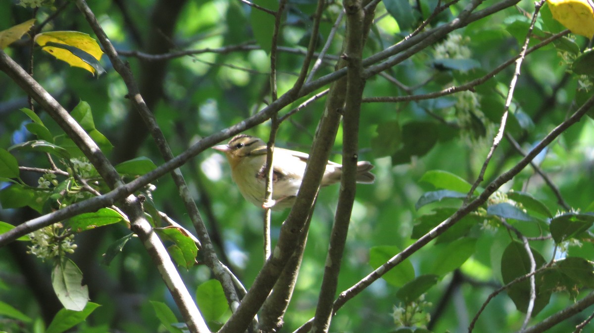 Worm-eating Warbler - ML560721221