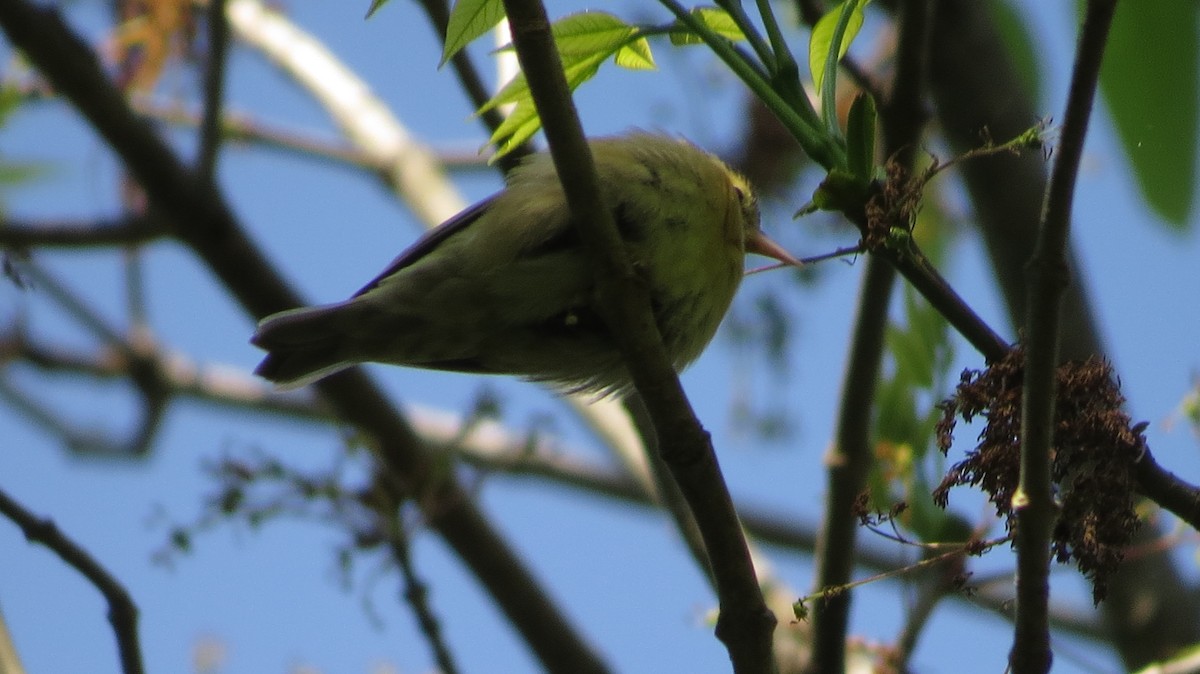 Worm-eating Warbler - ML560721231