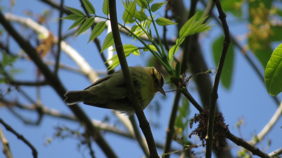 Worm-eating Warbler - ML560721241