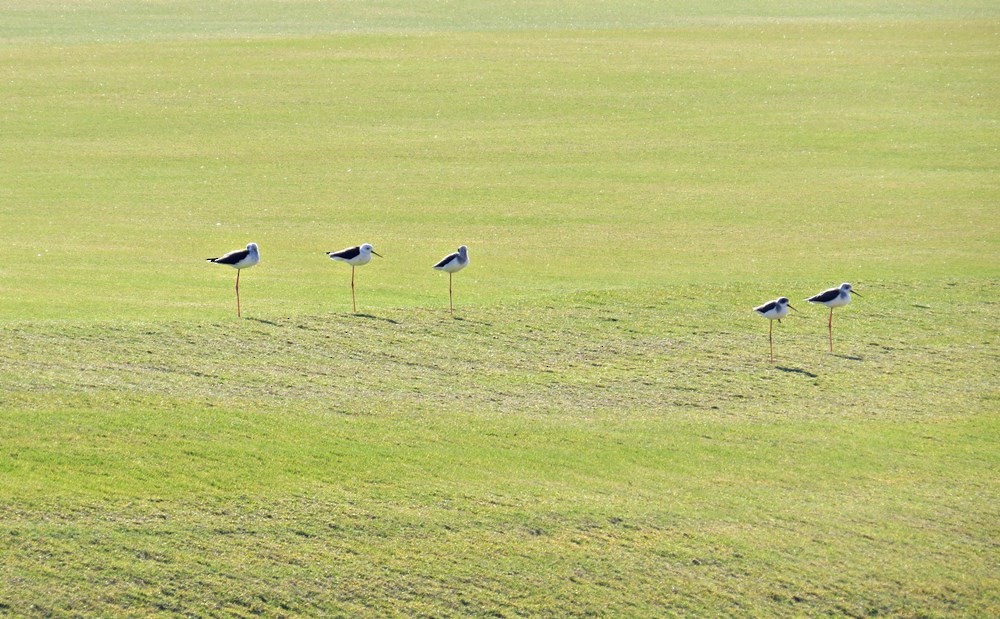 Black-winged Stilt - Uma Pandiyan