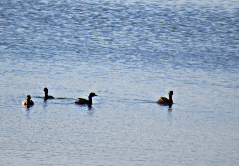 Little Grebe - Uma Pandiyan