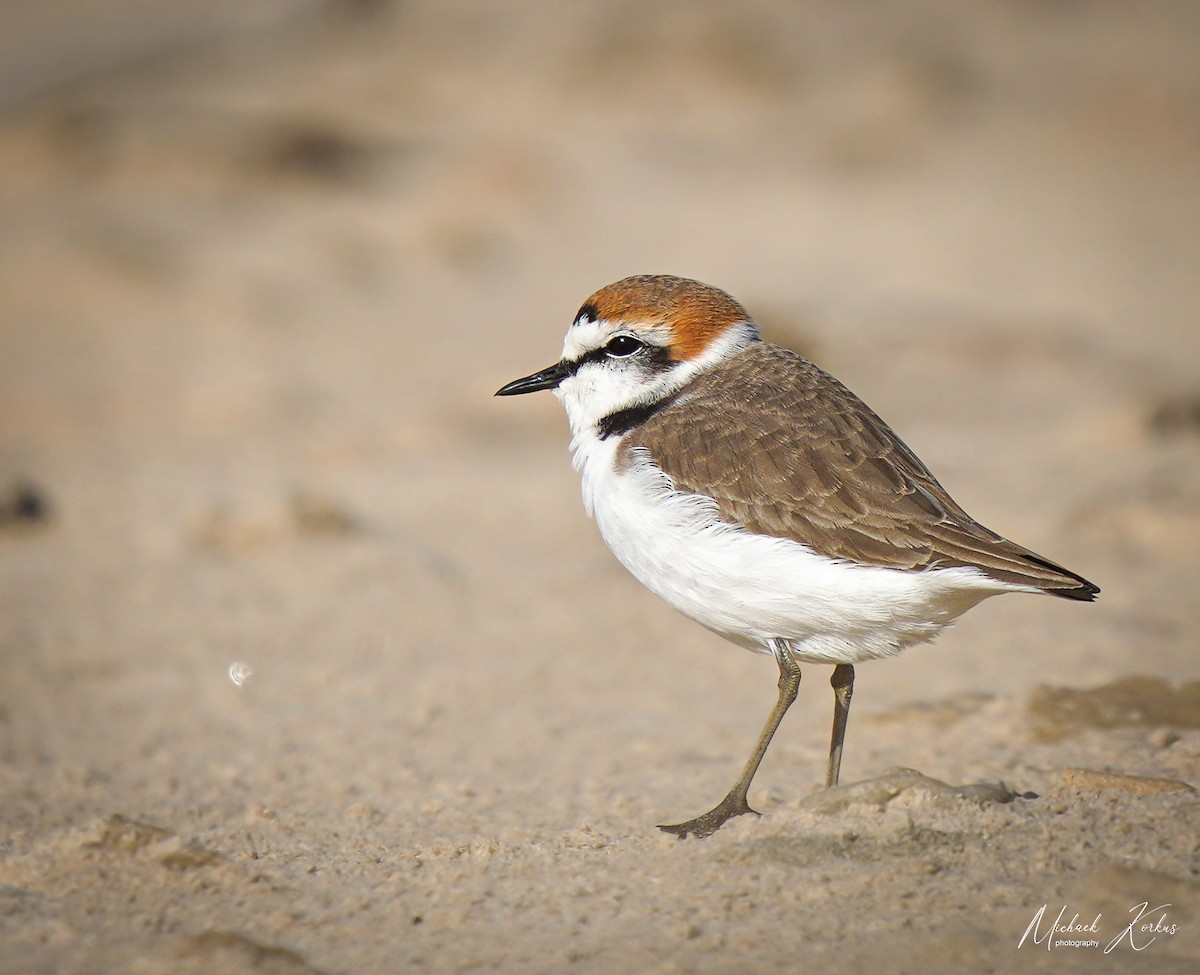 Kentish Plover - micha korkus