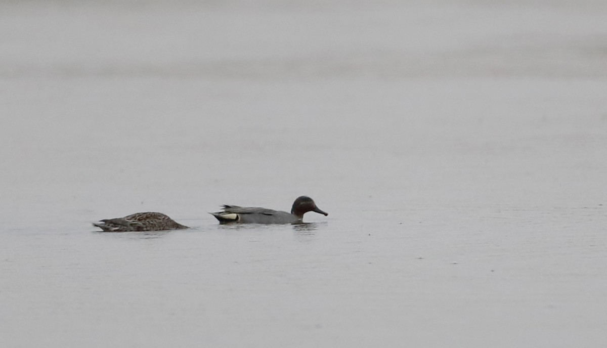 Green-winged Teal (Eurasian) - ML56072211