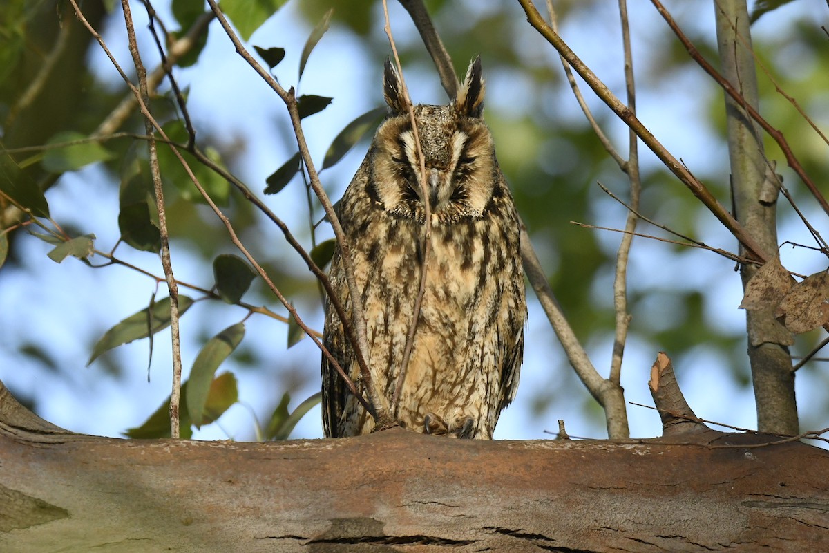 Long-eared Owl - ML560722771