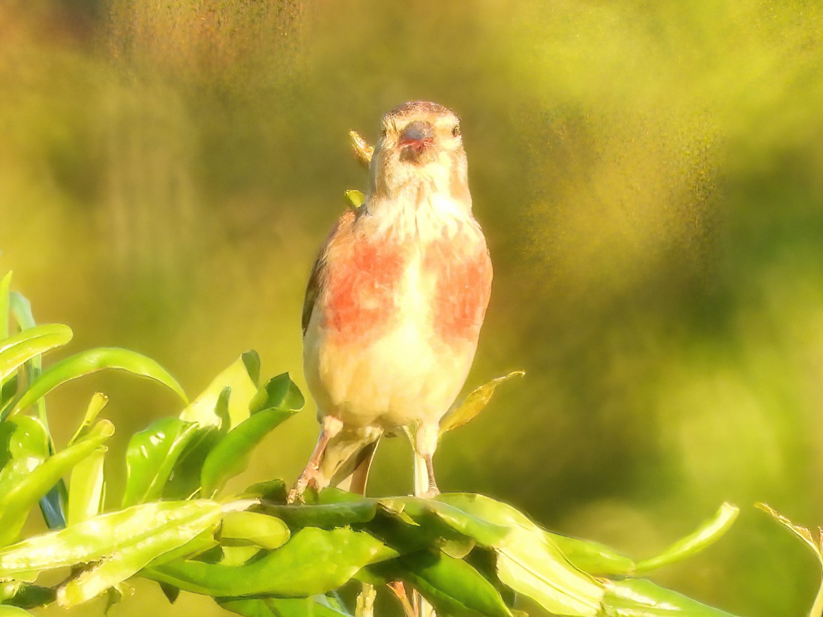 Eurasian Linnet - Maria João Marques Gomes