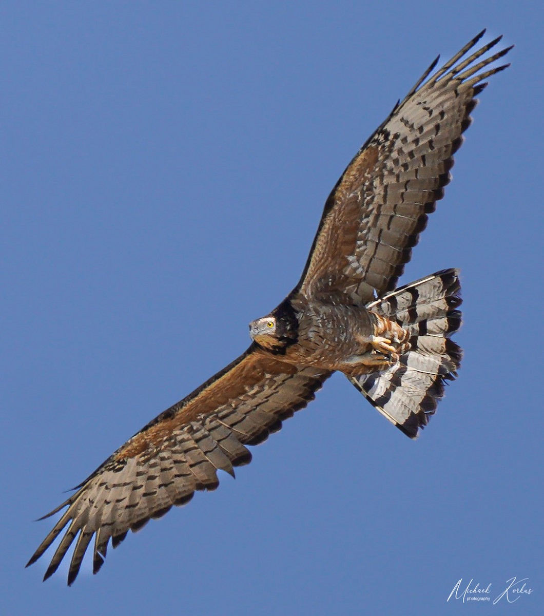 Oriental Honey-buzzard - ML560723491