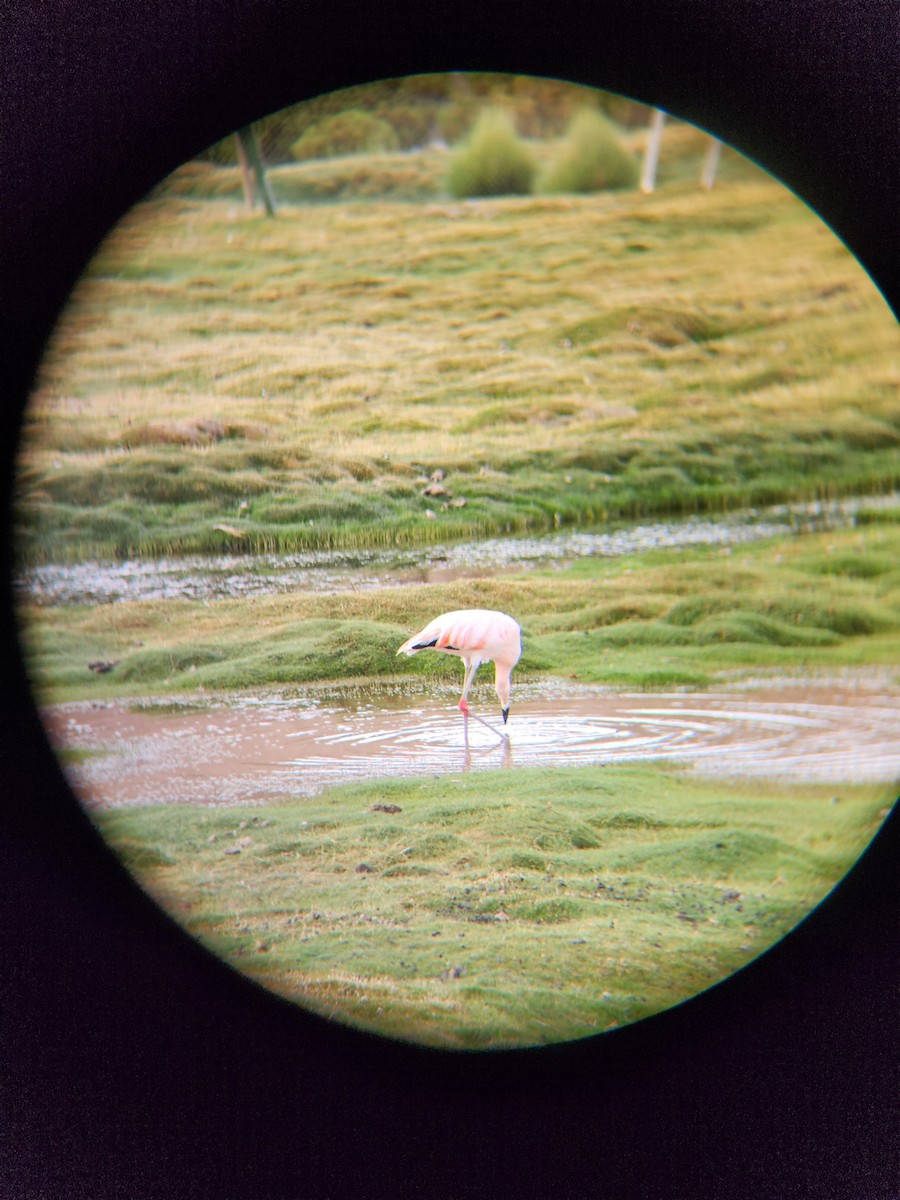 Chilean Flamingo - ML560725111