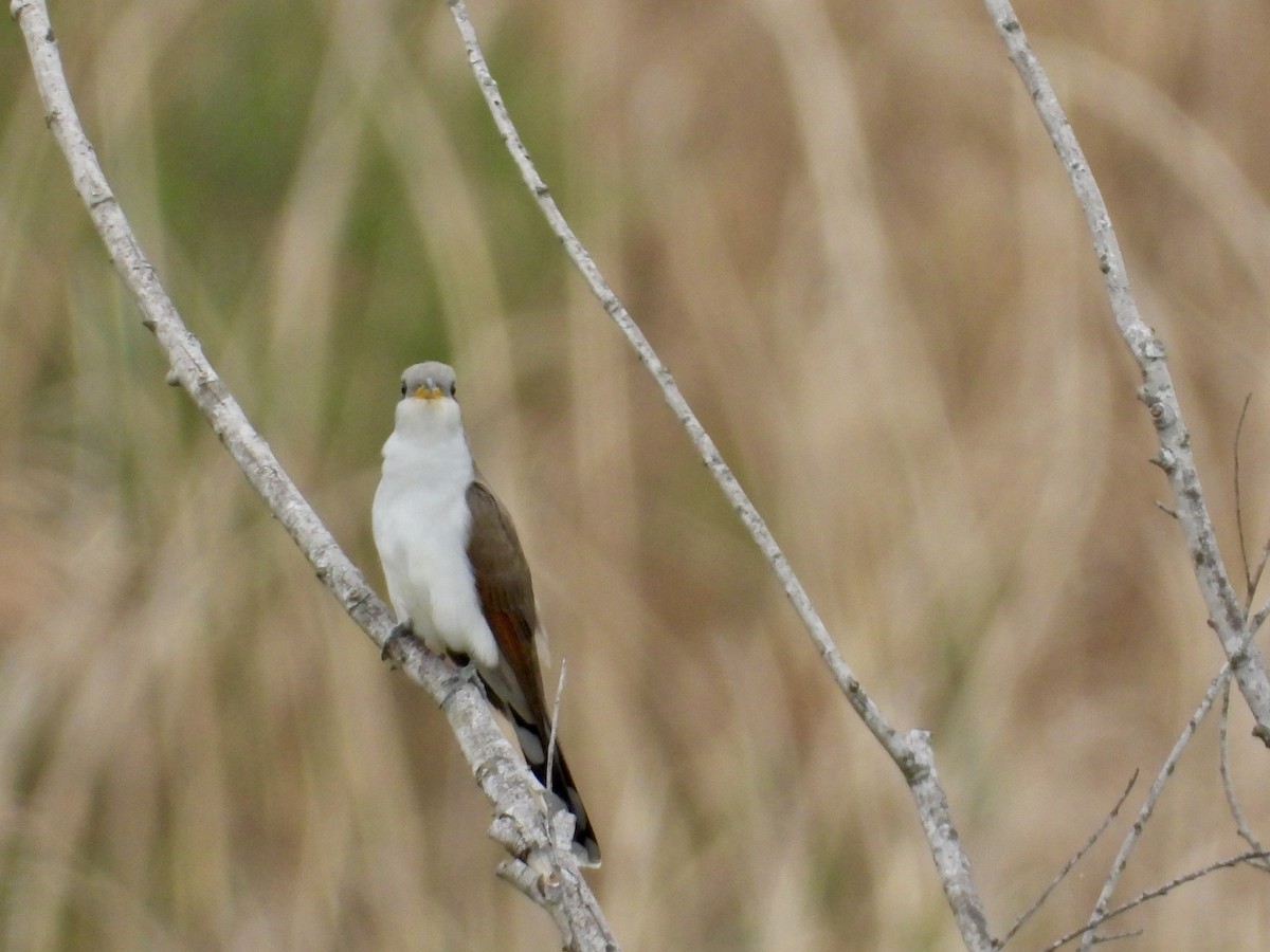 Yellow-billed Cuckoo - ML560725351