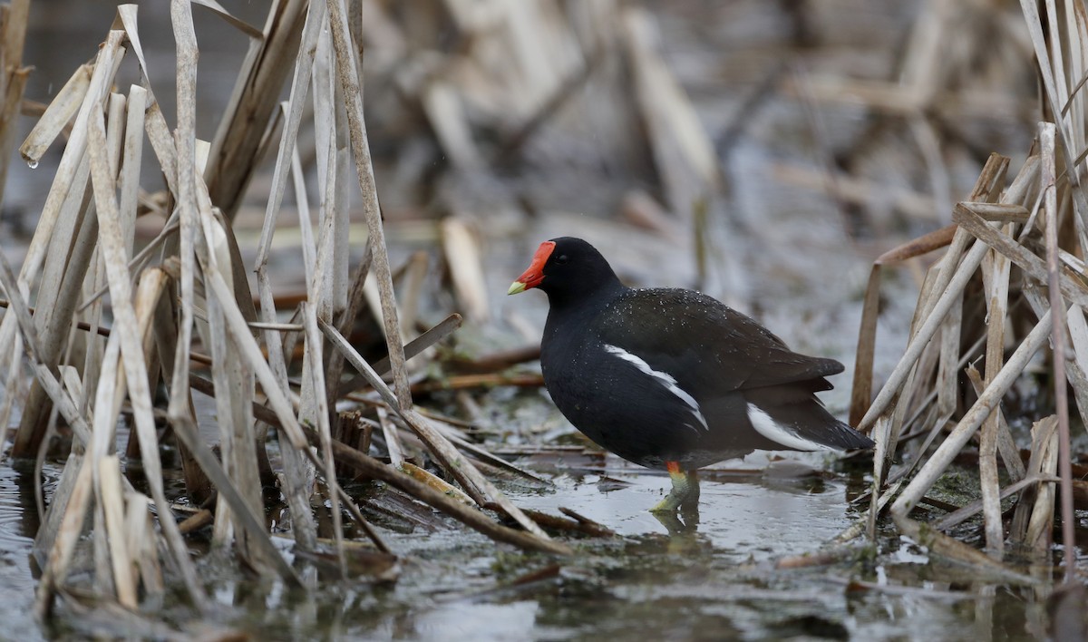 Common Gallinule - ML56072541