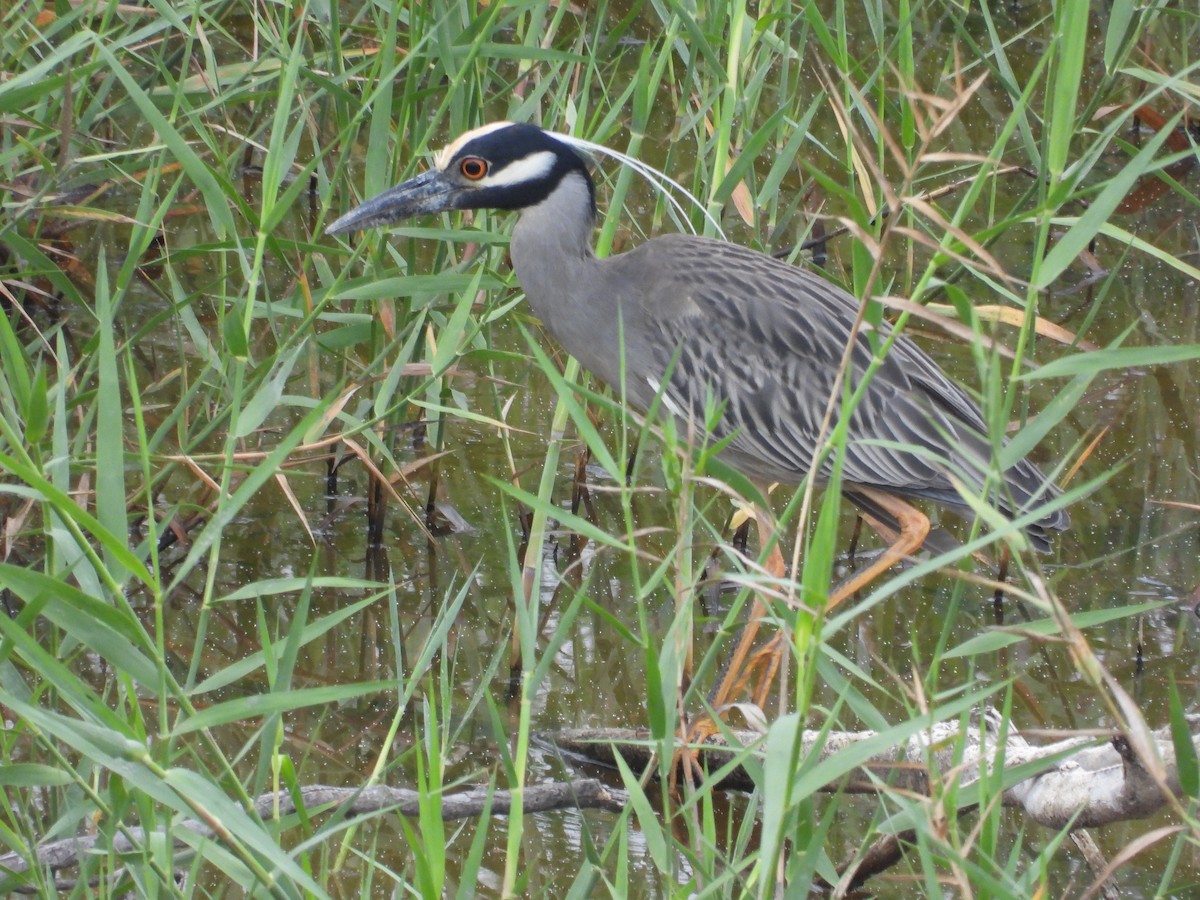 Yellow-crowned Night Heron - ML560725491