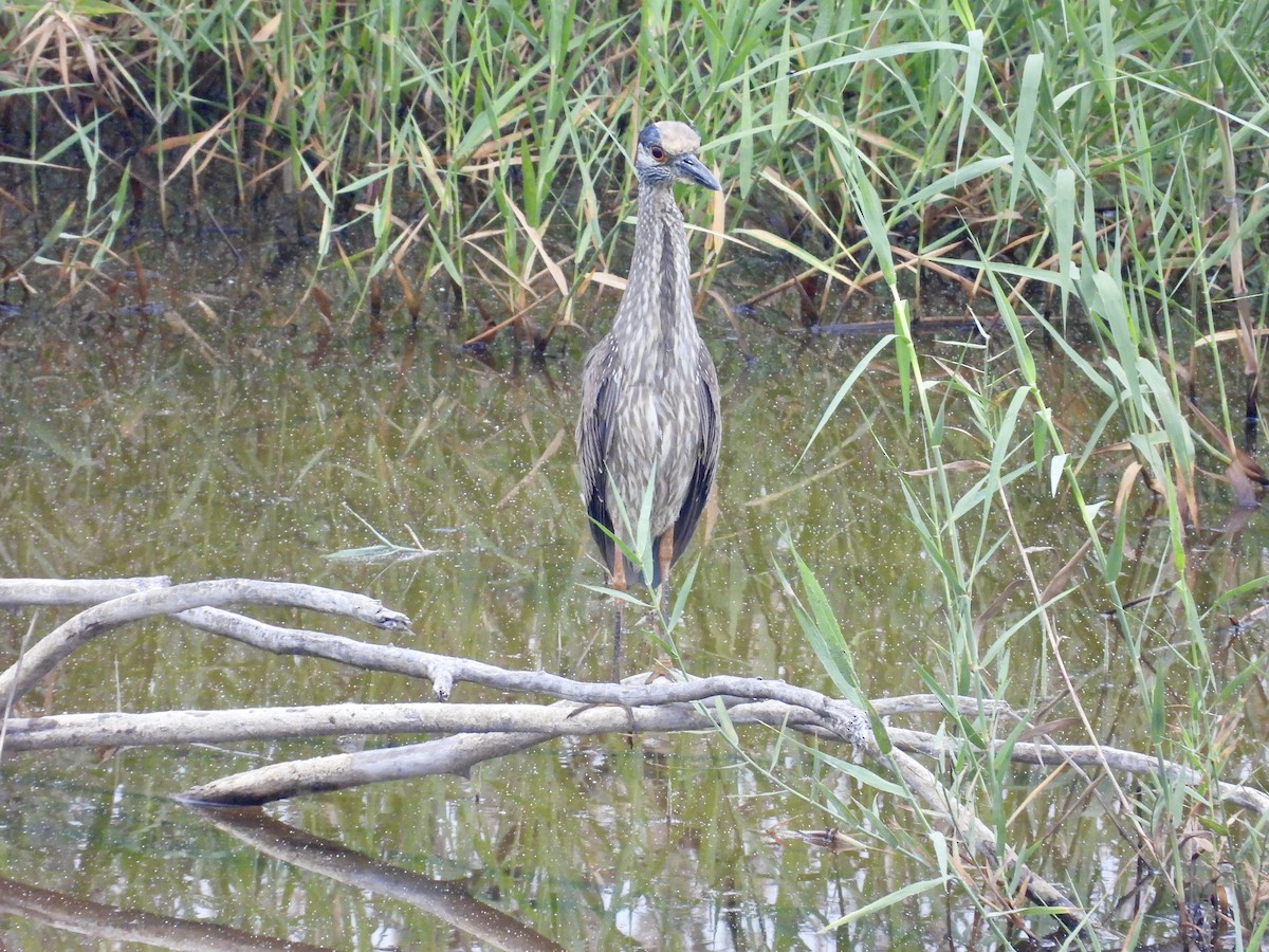 Yellow-crowned Night Heron - ML560725501
