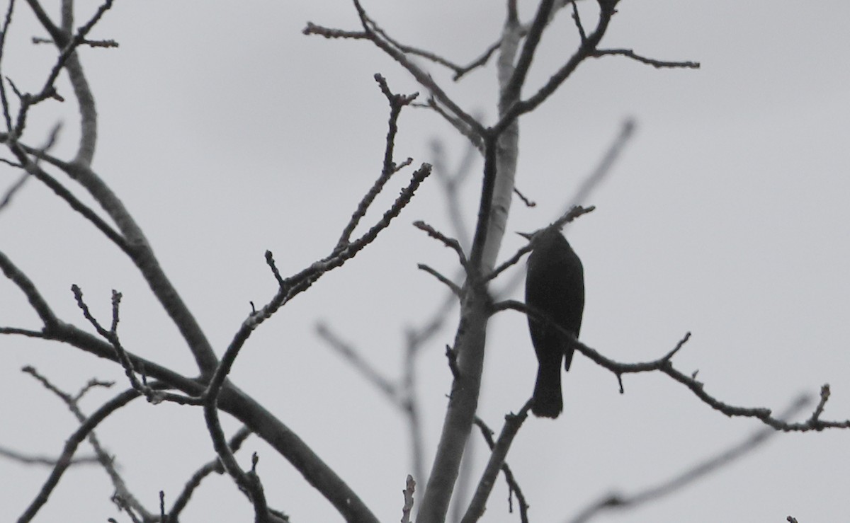 Rusty Blackbird - ML56072731