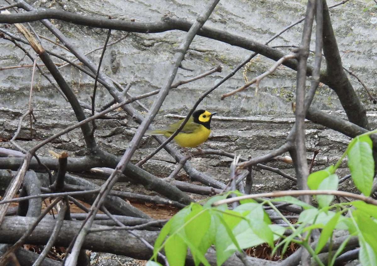 Hooded Warbler - Stan Arnold