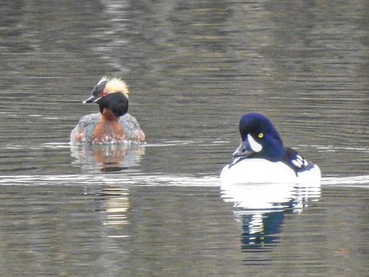 Barrow's Goldeneye - ML560727941