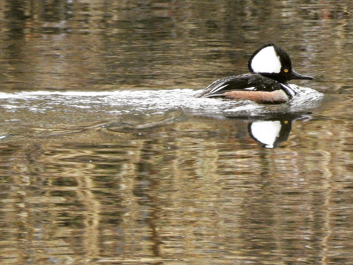 Hooded Merganser - ML560727991