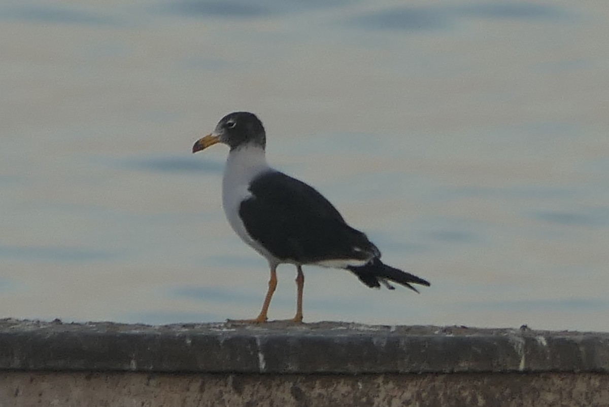 Belcher's Gull - ML560728001