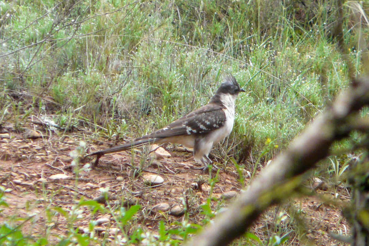 Great Spotted Cuckoo - ML560728181