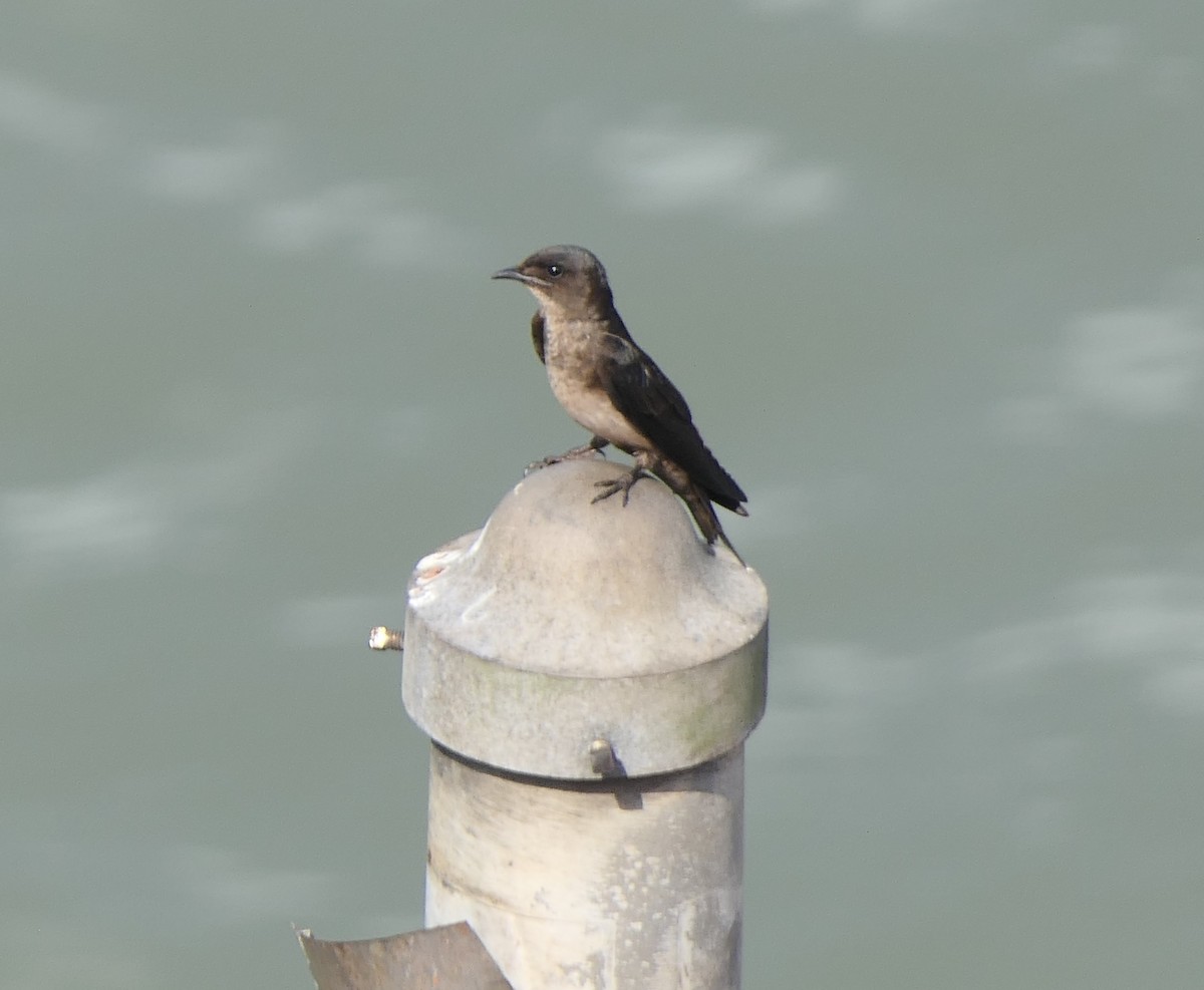 ハイムネムラサキツバメ - ML560728931