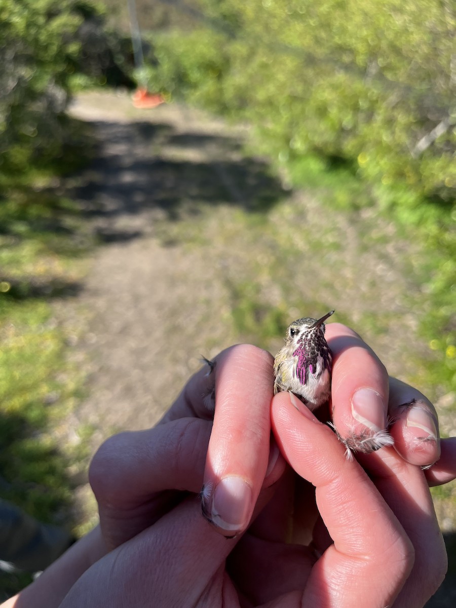 Calliope Hummingbird - ML560729171