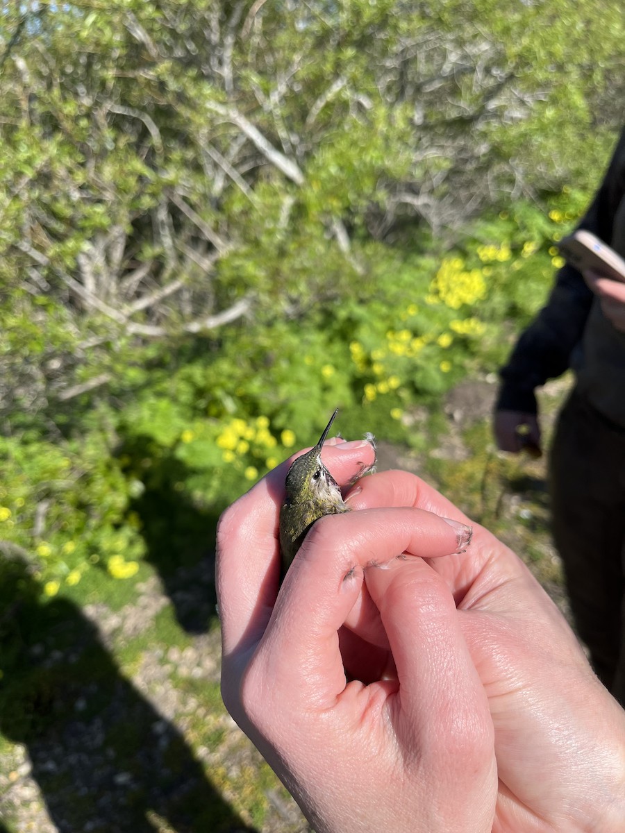 Calliope Hummingbird - ML560729181