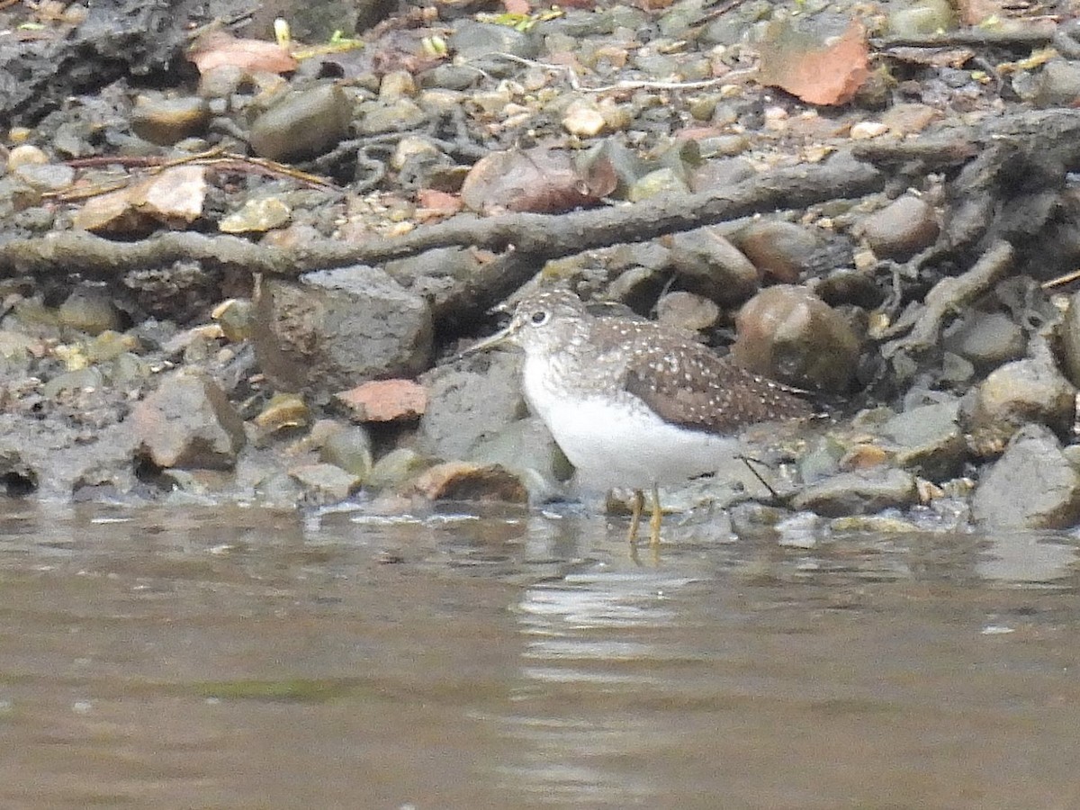 Solitary Sandpiper - ML560729941