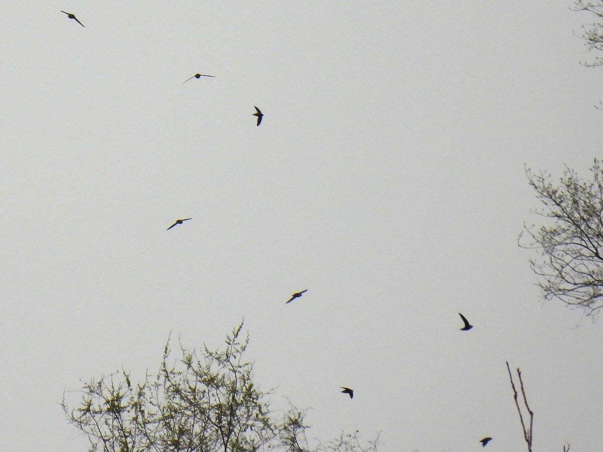 Chimney Swift - ML560730011
