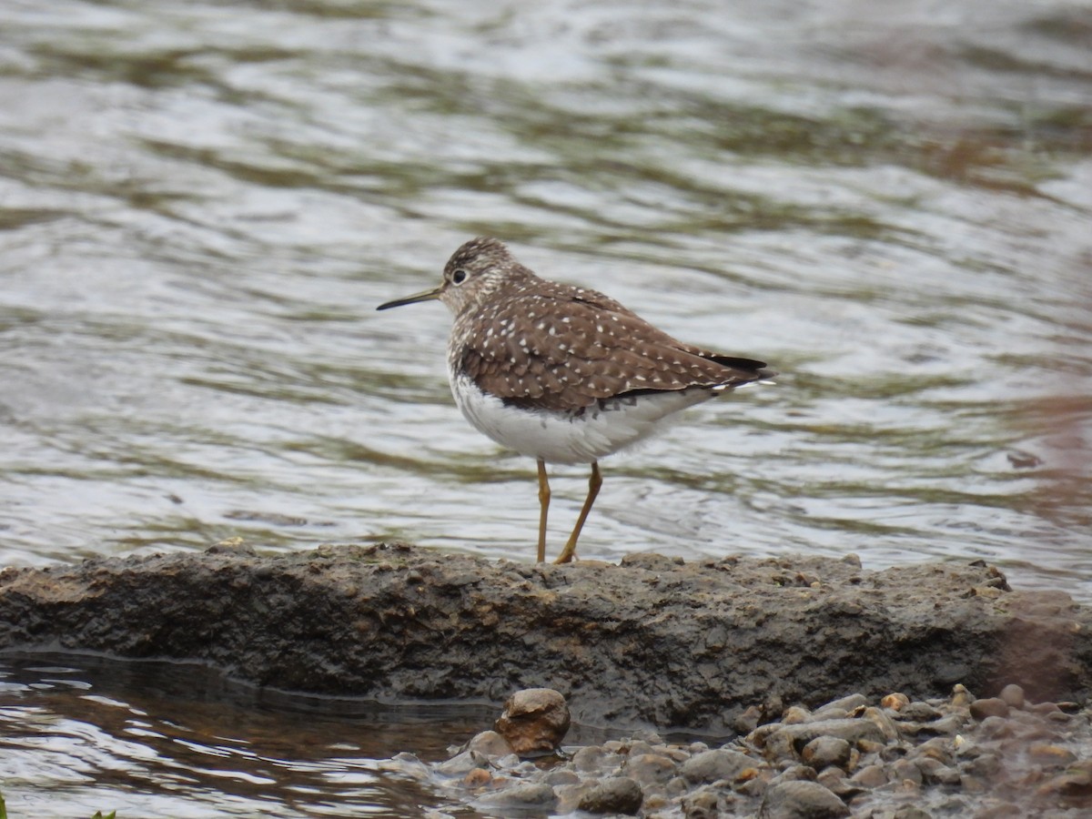 Solitary Sandpiper - ML560730591