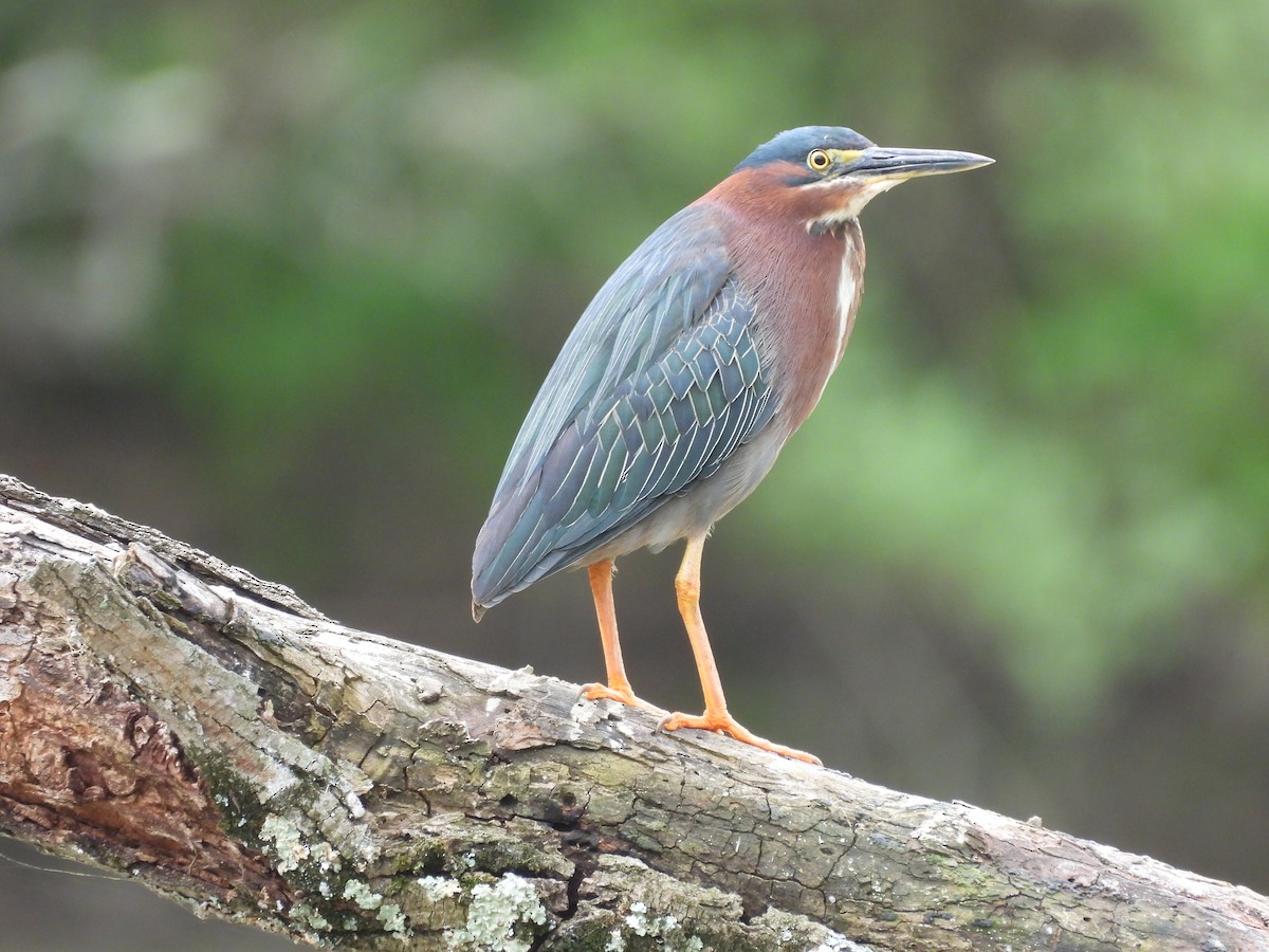 Green Heron - ML560730901