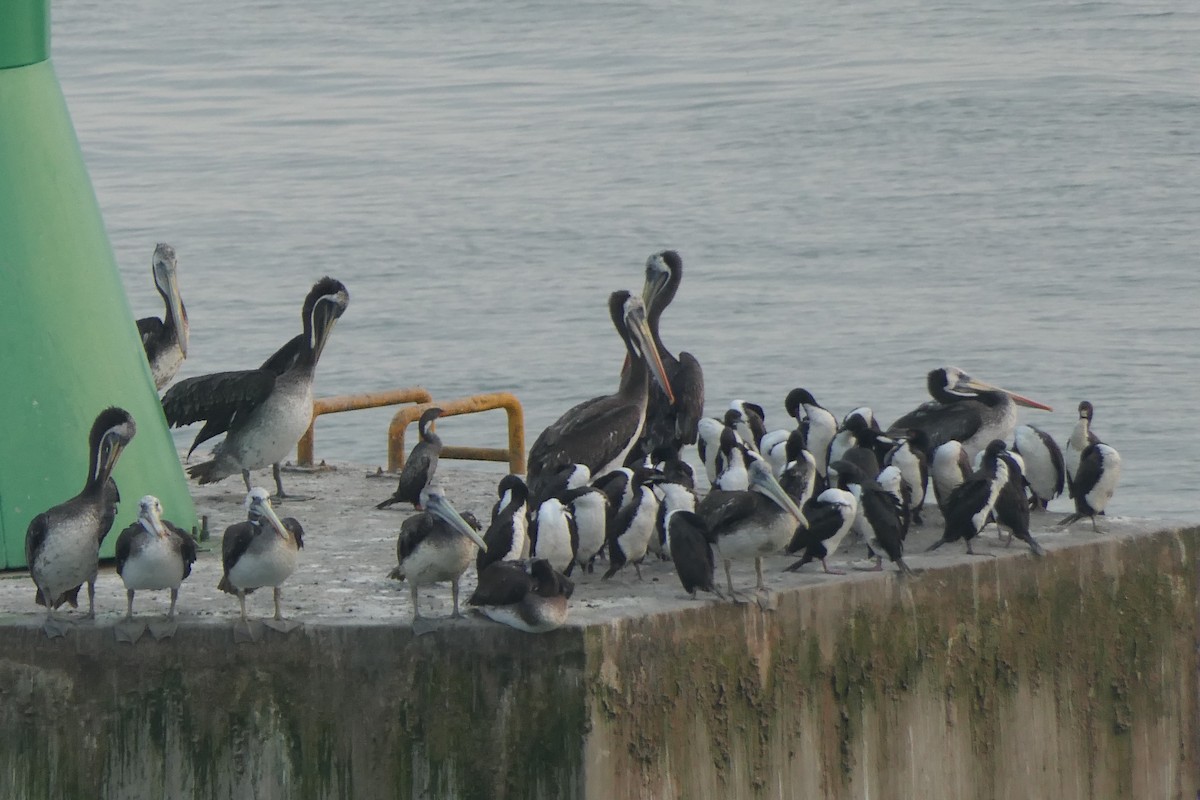 Peruvian Pelican - ML560731261