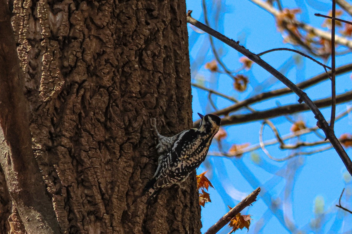 Yellow-bellied Sapsucker - ML560731281