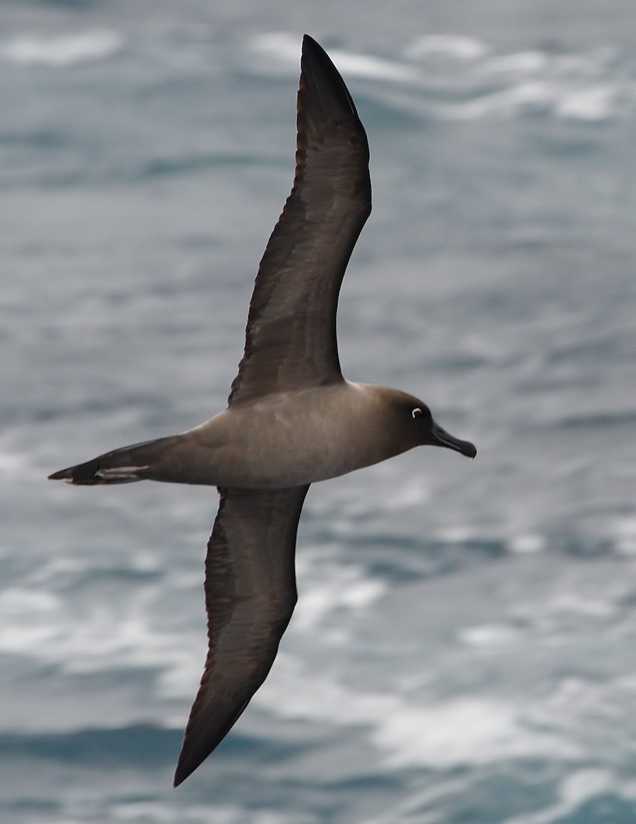 Light-mantled Albatross - ML560731361