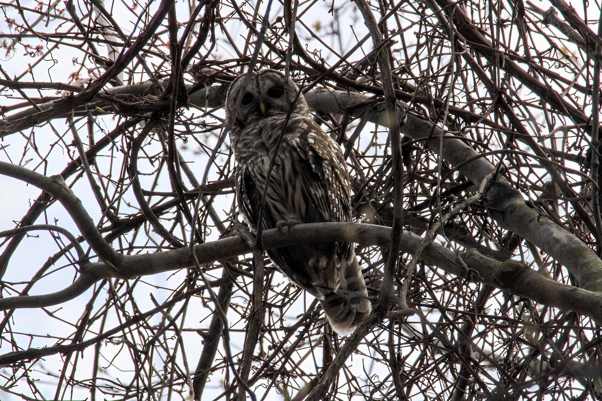 Barred Owl - ML560731411