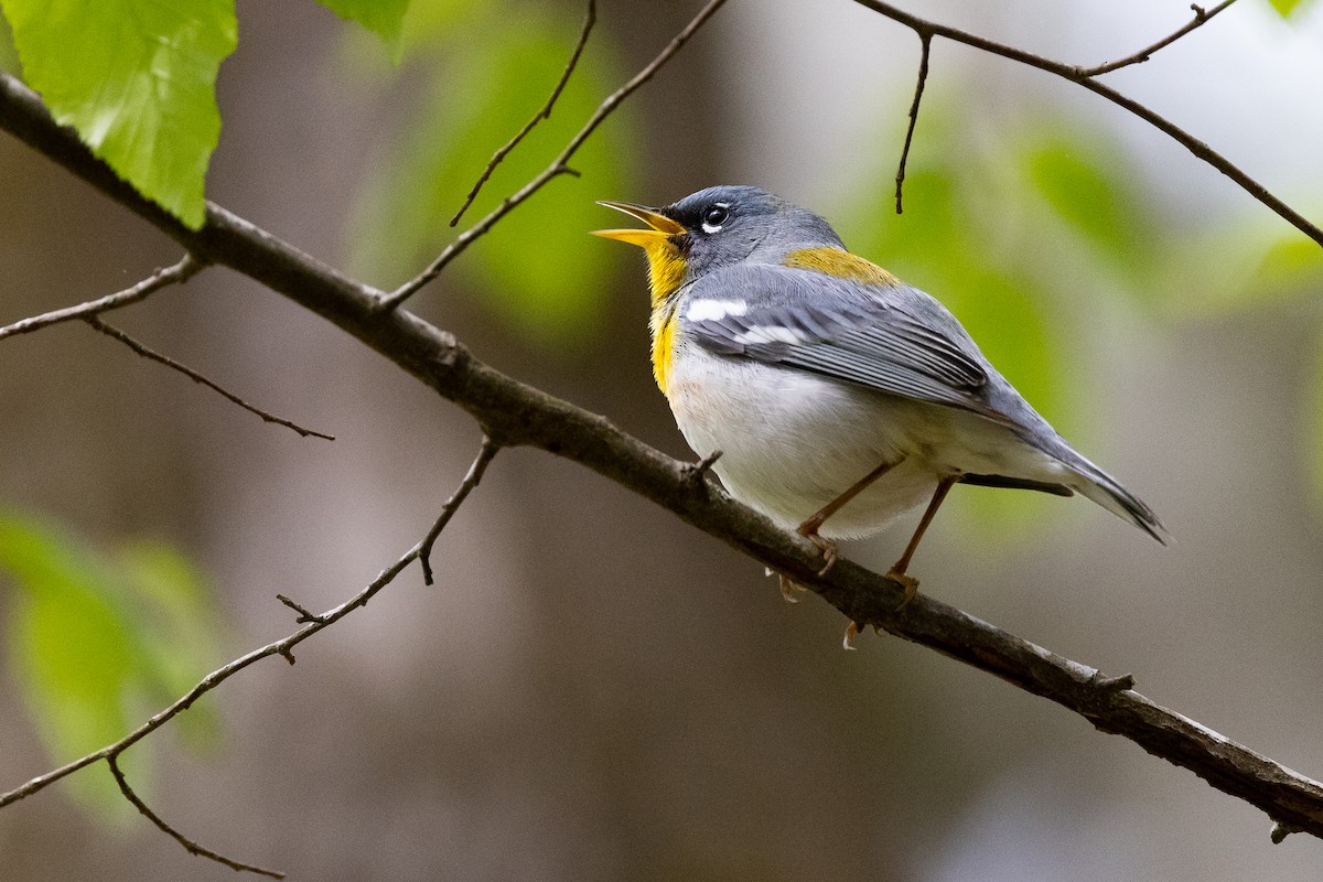 Northern Parula - Lance Runion 🦤