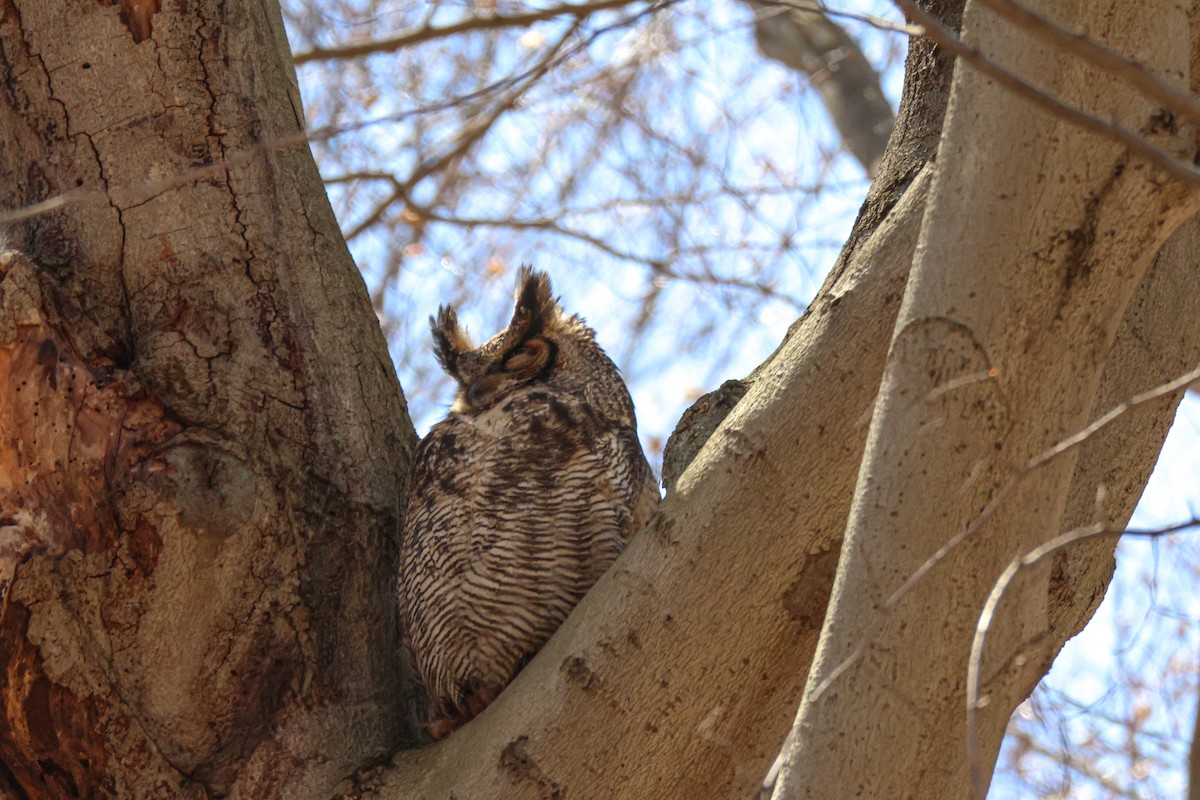 Great Horned Owl - ML560732031
