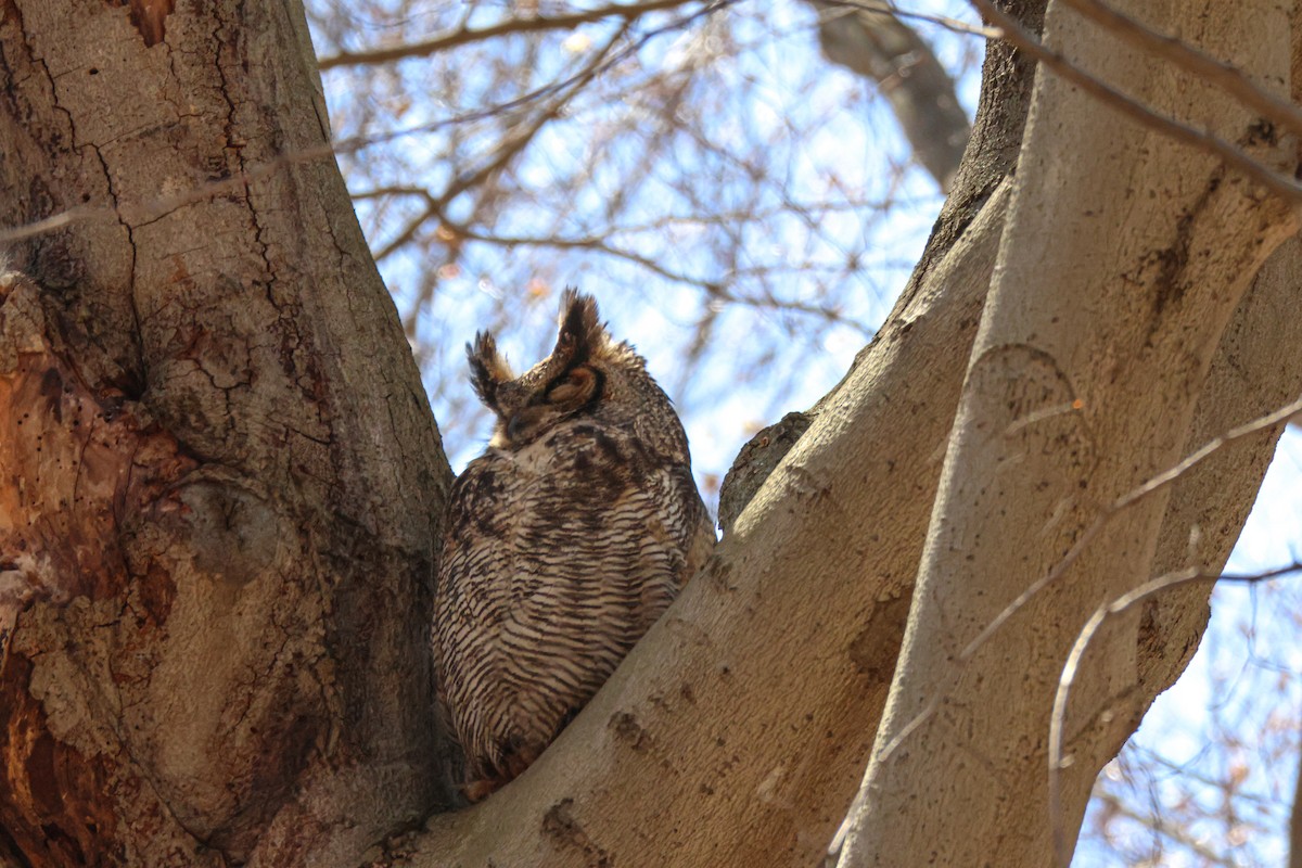 Great Horned Owl - ML560732031