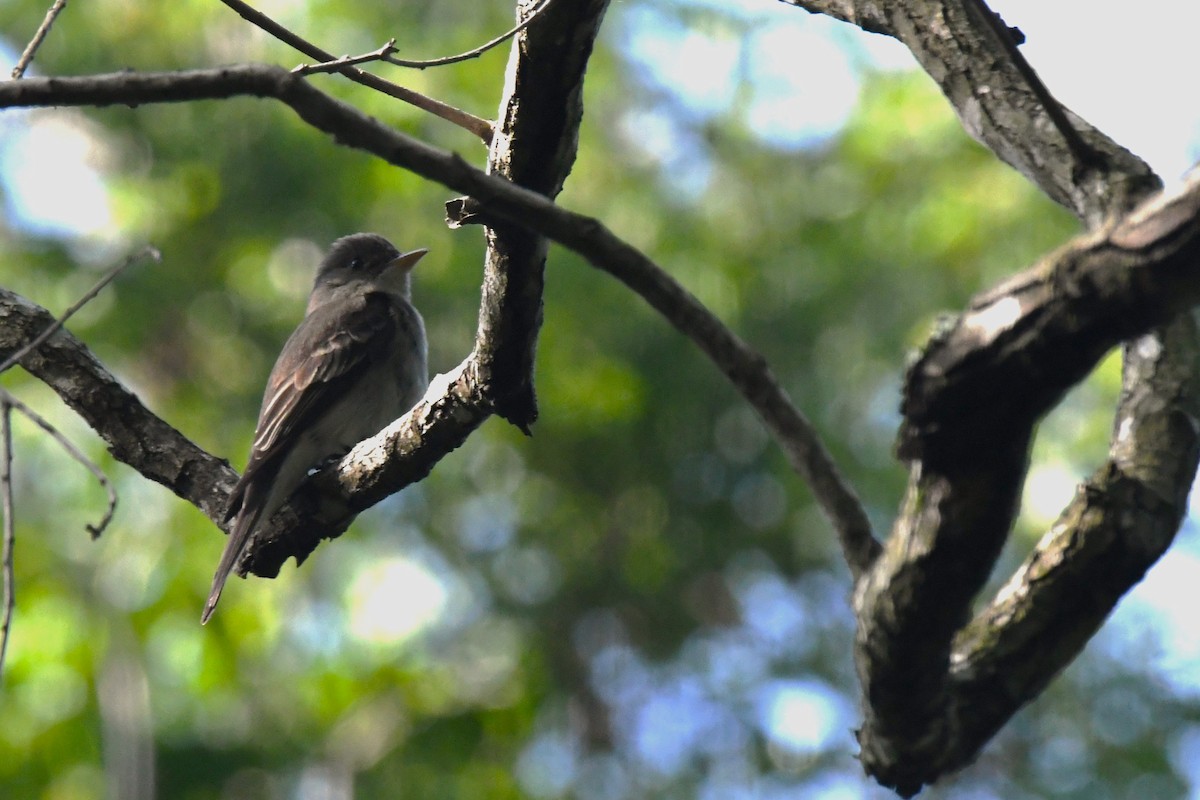 Eastern Wood-Pewee - ML560732191