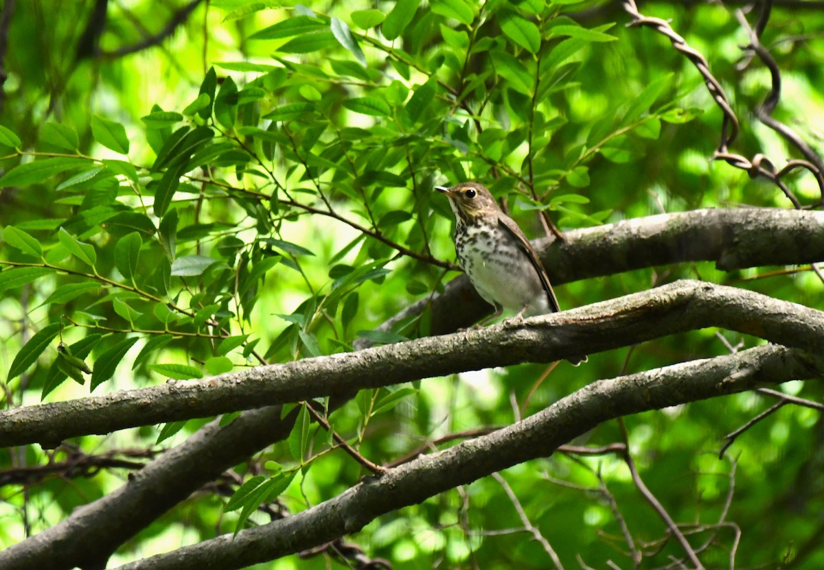 Swainson's Thrush - ML560732381