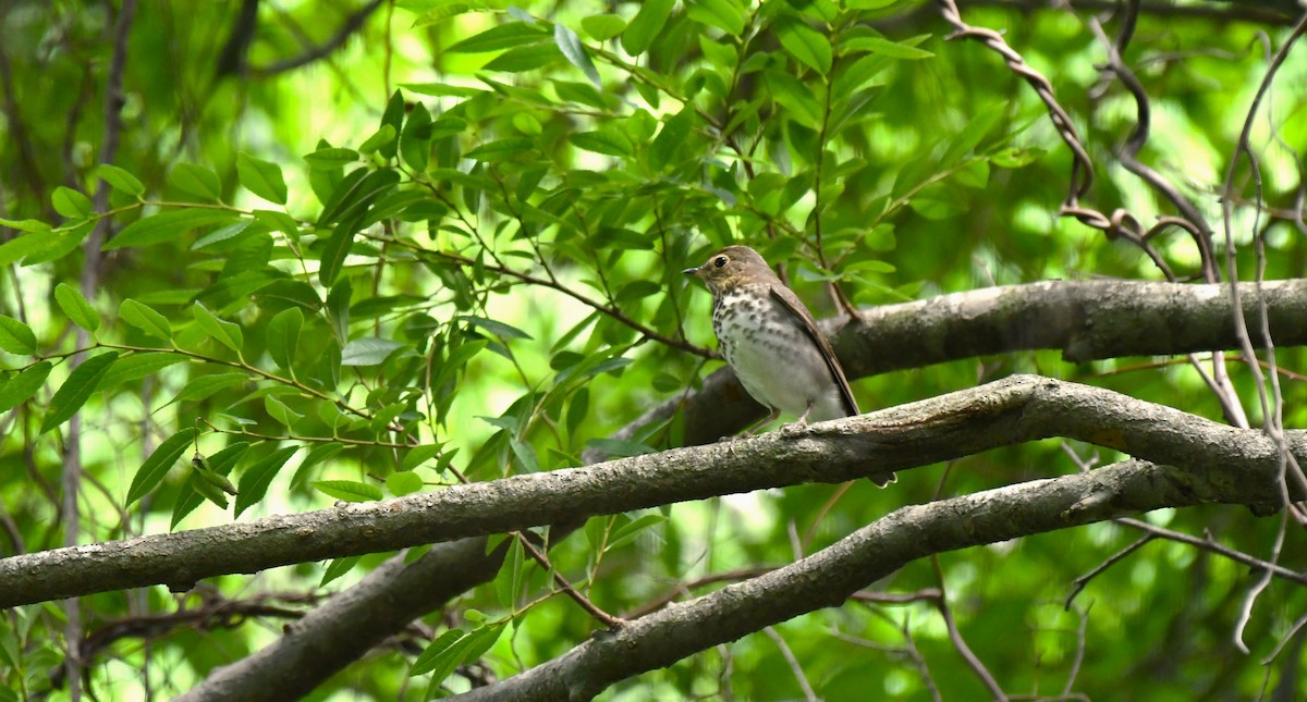 Swainson's Thrush - ML560732391