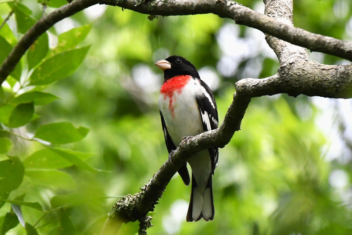 Rose-breasted Grosbeak - ML560732491