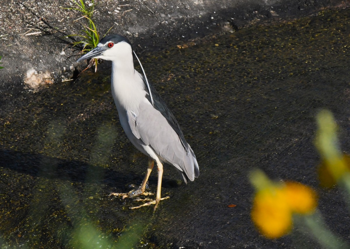 Black-crowned Night Heron - ML560732591